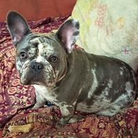 Bulldog francese 2 anni