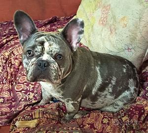 Bulldog francese 2 anni