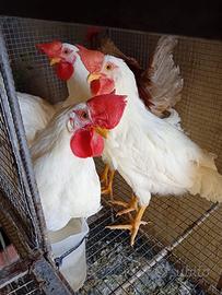 Gallo adulto