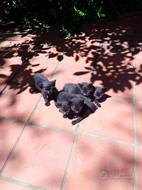 Regalasi gattini neri