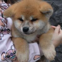 Akita inu