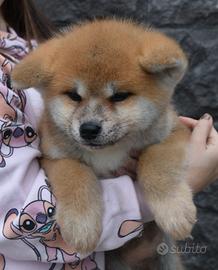 Akita inu