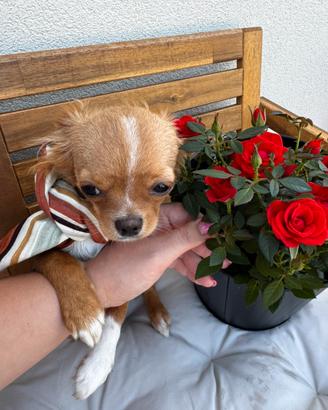Chihuahua cucciolo con pedigree ENCI