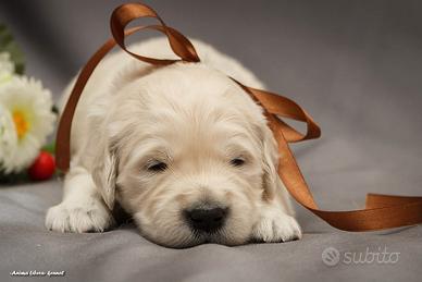 GOLDEN RETRIEVER femmine
