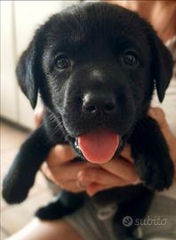 Cuccioli di Labrador retriever neri