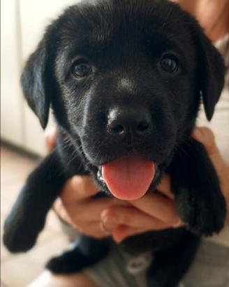 Cuccioli di Labrador retriever neri