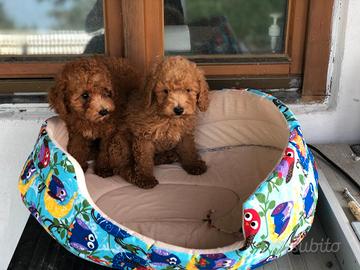 Cuccioli di barboncini toy M e F