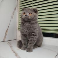 Principessa di razza pura con VACCINAZIONE