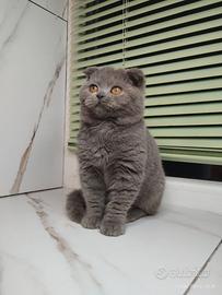 Principessa di razza pura con VACCINAZIONE