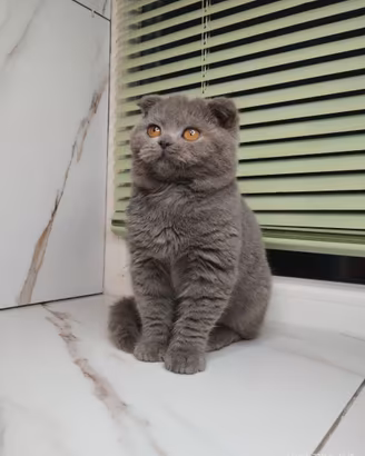 Principessa di razza pura con VACCINAZIONE