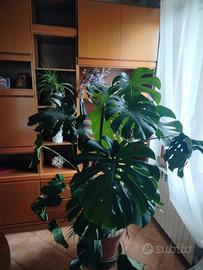 monstera deliciosa 