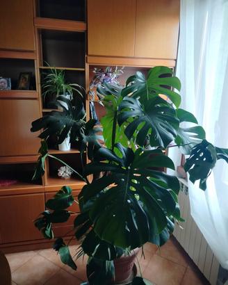 monstera deliciosa 