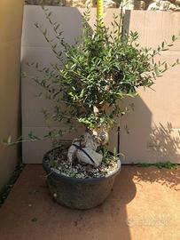 Bonsai Olivastro, Gingko, Olmo, Metasequoia
