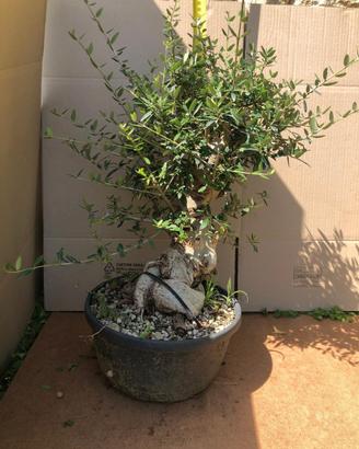 Bonsai Olivastro, Gingko, Olmo, Metasequoia