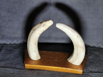 Zanne di facocero o ippopotamo 