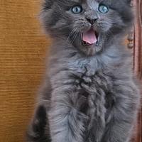 Cuccioli di Maine Coon