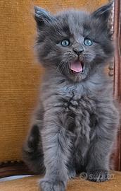 Cuccioli di Maine Coon
