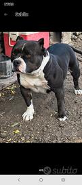 American bully femmina adulta