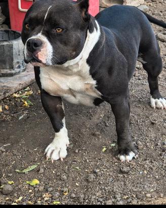 American bully femmina adulta