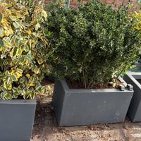 Vasche vetroresina complete di piante da siepe