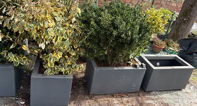 Vasche vetroresina complete di piante da siepe