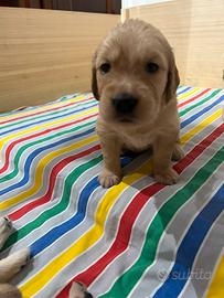 Cuccioli Golden Retriver