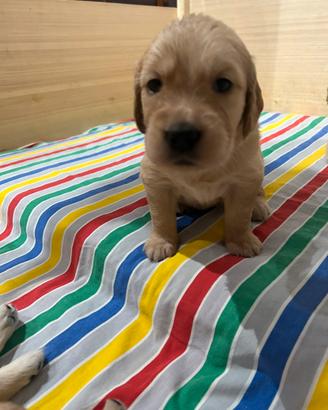 Cuccioli Golden Retriver
