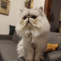 Gatto persiano
