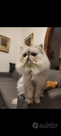 Gatto persiano