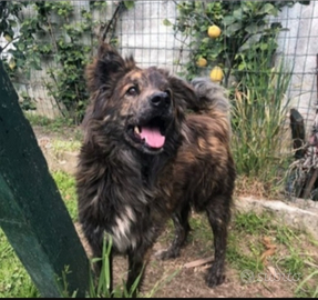 Mix Pastore splendido 4anni dal balcone al box.NAP
