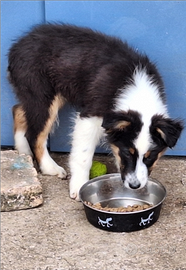Pastore australiano cucciolo australian sheper