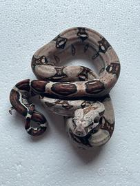 Boa constrictor