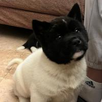 Akita americano cuccioli