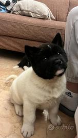 Akita americano cuccioli