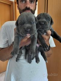 2 cucciole Cane Corso pedigree FCI- ENCI