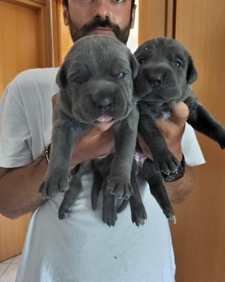 2 cucciole Cane Corso pedigree FCI- ENCI