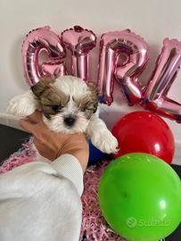 Cuccioli Shi tzu