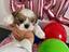 Immagine 1