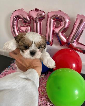 Cuccioli Shi tzu