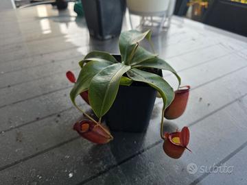Pianta Carnivora Nephentes Bloody Mary