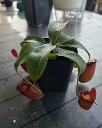 Pianta Carnivora Nephentes Bloody Mary