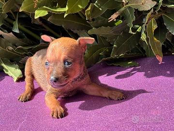 Pinscher