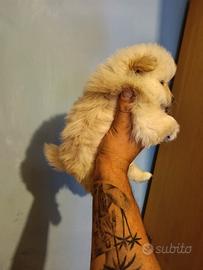 Spitz Pomerania toy maschio