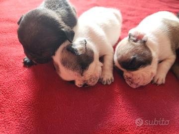 Bulldog francese