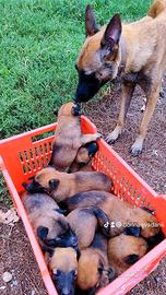 Cuccioli di pastore belga malinois