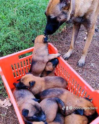 Cuccioli di pastore belga malinois