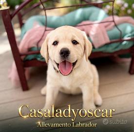 Cuccioli Labrador con Pedigree