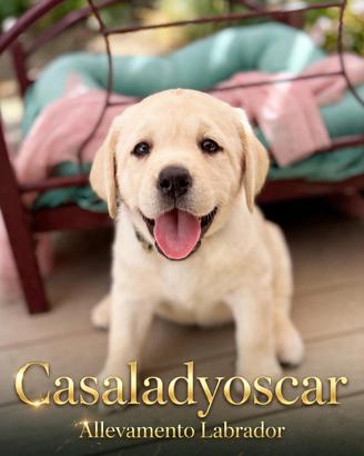 Cuccioli Labrador con Pedigree