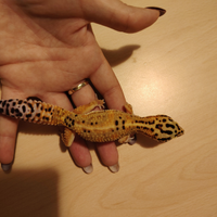 Geco Leopardino