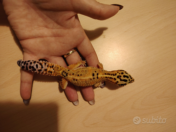 Geco Leopardino